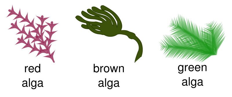 Resultado de imagen de different types of algae with pictures